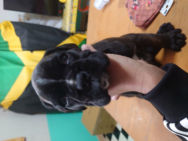 ボクサー 犬の販売・譲渡 414 良血のボクサー犬パピー