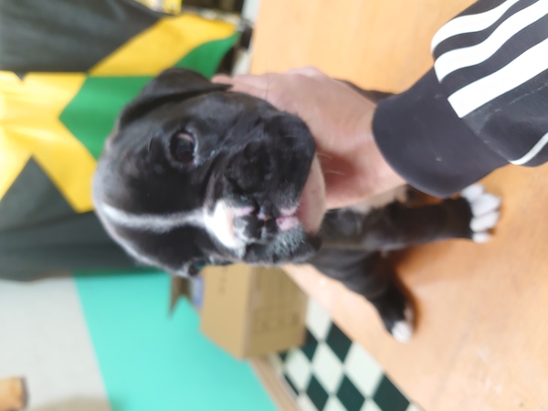 ボクサー 犬の販売・譲渡 423 ヨーロッパ系ボクサー犬パピー