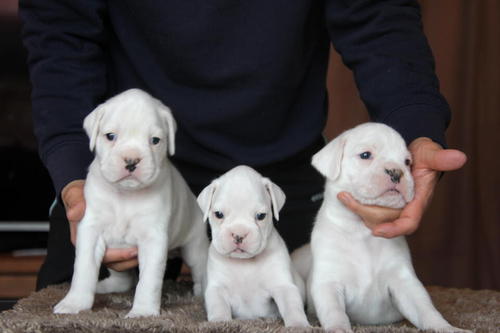 ボクサー 犬の販売・譲渡 424 アメリカンタイプ、純白なパピー犬