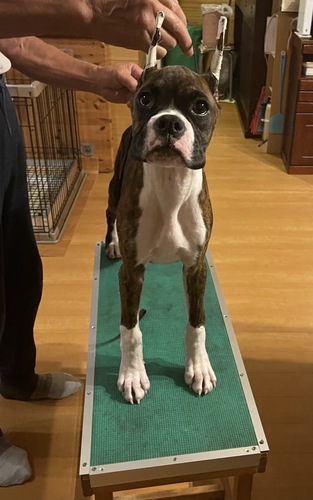 ボクサー 犬の販売・譲渡 434 アメリカンボクサー