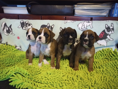 ボクサー 犬の販売・譲渡 442 アメリカンボクサー