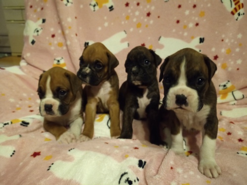 ボクサー 犬の販売・譲渡 444 アメリカンボクサー