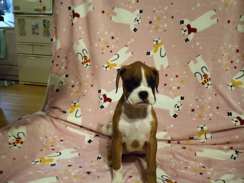 ボクサー 犬の販売・譲渡 445 アメリカンボクサー