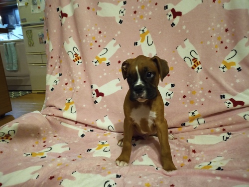 ボクサー 犬の販売・譲渡 446 アメリカンボクサー