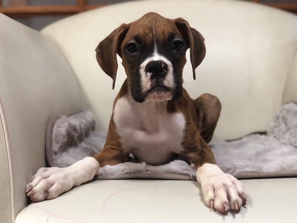 ボクサー 犬の販売・譲渡 447 ボクサー(アメリカ)オーナー募集中
