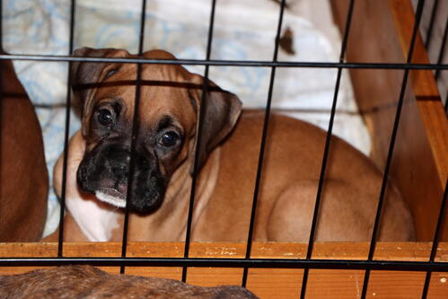 ボクサー 犬の販売・譲渡 449 元気に可愛く成長中