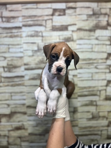 ボクサー 犬の販売・譲渡 450 フォーン&ホワイトカラーの男の子
