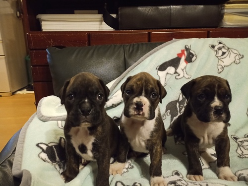 ボクサー 犬の販売・譲渡 451 可愛いボクサー犬の仔犬