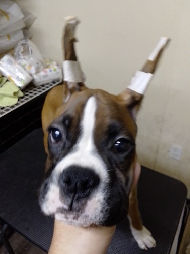 ボクサー 犬の販売・譲渡 452 アメリカンボクサー