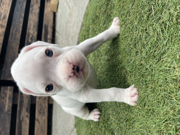 シュタイフ ボクサー犬 122163.jpg