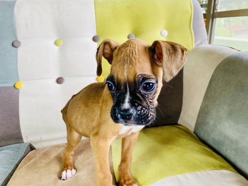 ボクサー 犬の販売・譲渡 456 アメリカタイプのボクサー