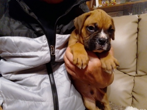 ボクサー 犬の販売・譲渡 458 アメリカンボクサー