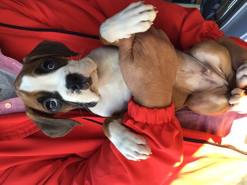 ボクサー 犬の販売・譲渡 459 柄の美しいボクサー男の子