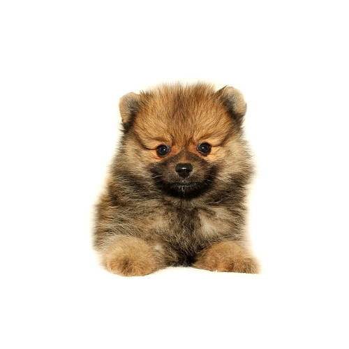 たぬき顔の可愛い子☆彡 No.8617 ポメラニアン 犬の出産情報・子犬販売