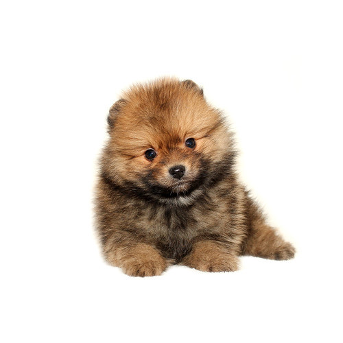たぬき顔の可愛い子☆彡 No.8655 ポメラニアン 犬の出産情報・子犬販売