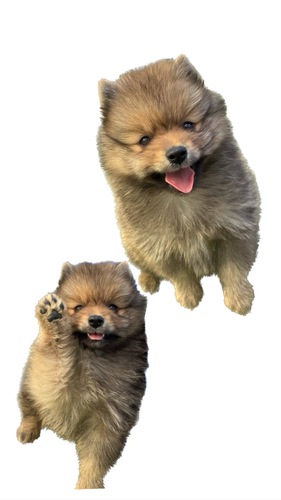 ポメラニアン 犬の販売・譲渡 9041 月齢経ったのでお値打ち価格でお迎えできます☆