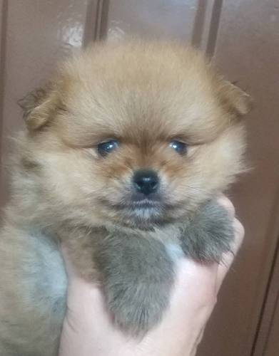 ポメラニアン 犬の販売・譲渡 9046 値下げ!父チャンピオンのカワイイ男の子!