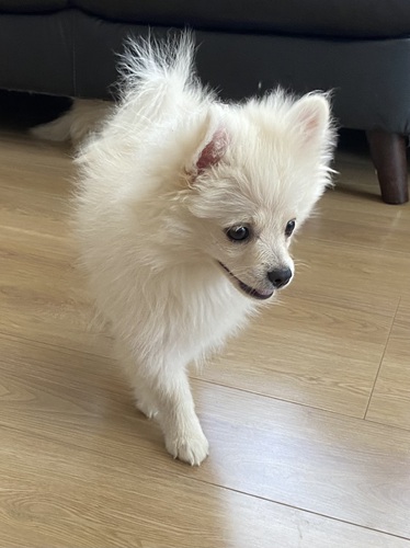 ポメラニアン 犬の販売・譲渡 9050 1匹限定価格!男の子