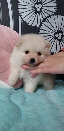 ポメラニアン仔犬 予約受付中です☆ 犬の販売 9060