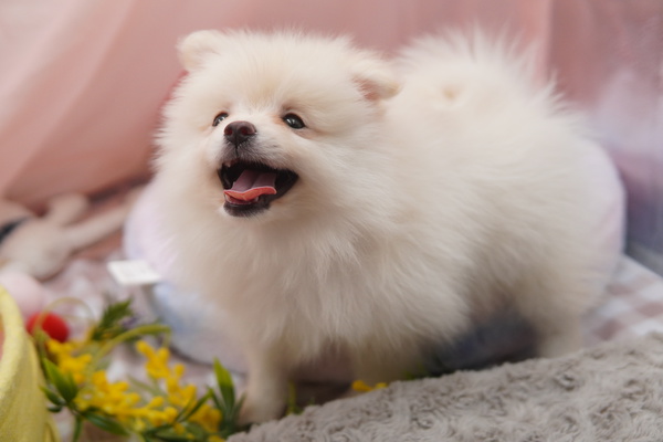 笑顔が素敵♪かわいいぽめくん 犬の販売 9061