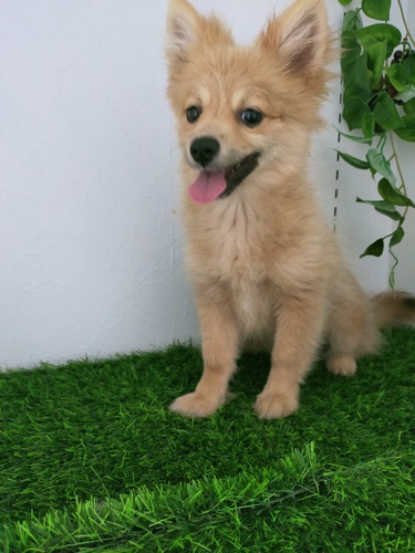 ポメラニアン 犬の販売・譲渡 9067 ポメラニアン女の子