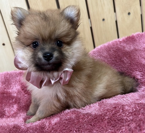 ポメラニアン 犬の販売・譲渡 9074 かわいらしいポメの女の子