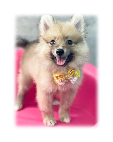 お迎えしやすい価格です 犬の販売 9076