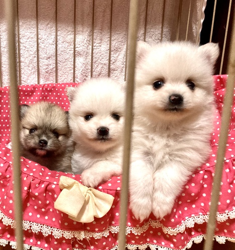 ポメラニアン 犬の販売・譲渡 9079 可愛いBaby'sです。