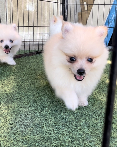 ポメラニアン 犬の販売・譲渡 9080 可愛いイケメンポメ君