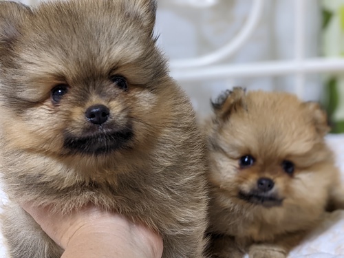 ポメラニアン 犬の販売・譲渡 9081 お母さんチャンピオン直子