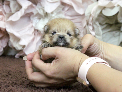 ポメラニアン 犬の販売・譲渡 9082 ご家族決定・ありがとうございました。