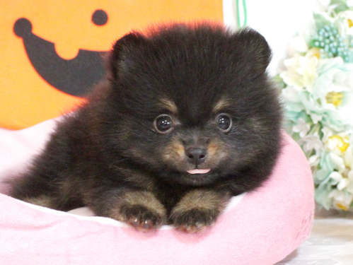 ポメラニアン 犬の販売・譲渡 9088 【豊中市】ブラックタンとウルフセーブル3兄弟☆