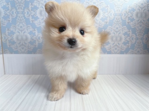 ポメラニアン 犬の販売・譲渡 9090 【大阪市】クリーム男の子☆ポメラニアン専門犬舎