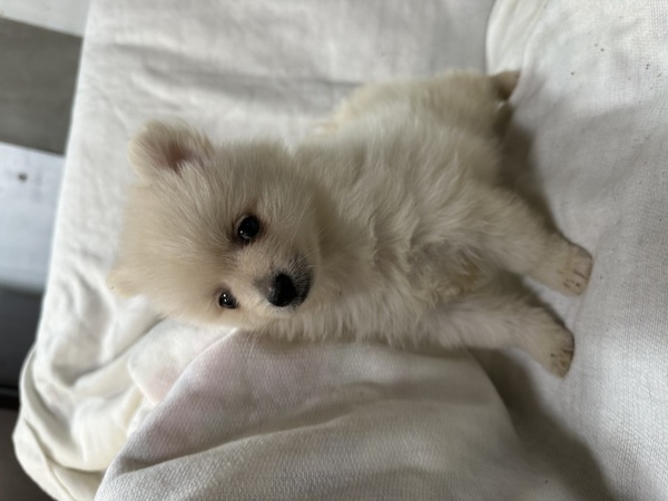 ポメラニアン 犬の販売・譲渡 9093 ポメラニアン 期間限定セール