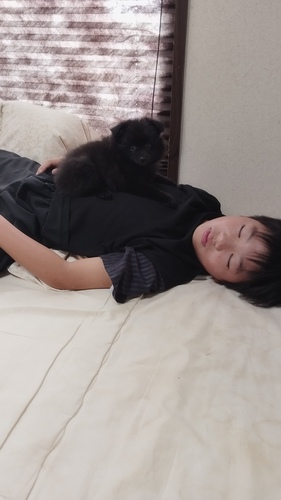 ポメラニアン 犬の販売・譲渡 9097 黒ポメの女の子