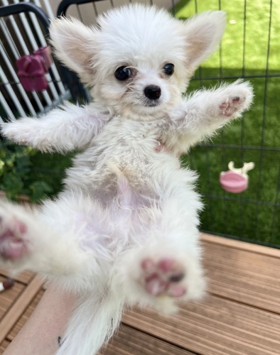 ポメラニアン 犬の販売・譲渡 9100 ポメマル 可愛らしい男の子