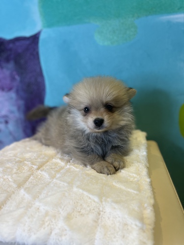 ポメラニアン 犬の販売・譲渡 9101 件名なし 子犬販売の情報