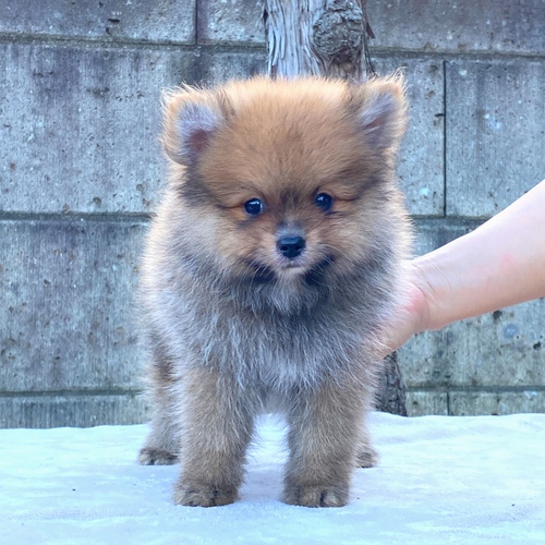 ポメラニアン 犬の販売・譲渡 9105 激かわポメラニアン男の子☆コミコミ価格