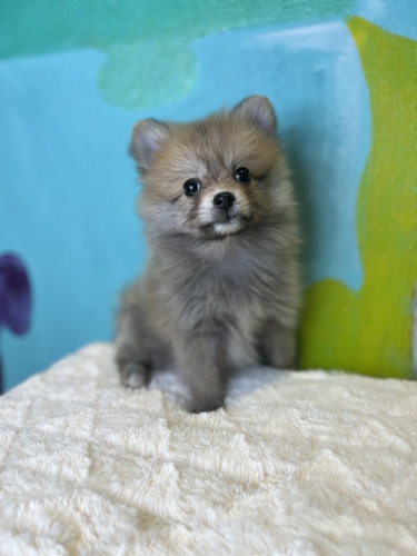 ポメラニアン 犬の販売・譲渡 9106 ペットローン月々4300円から