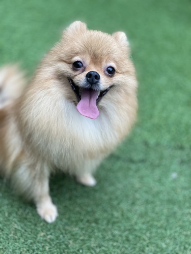 ポメラニアン 犬の販売・譲渡 9108 2018.9生まれ