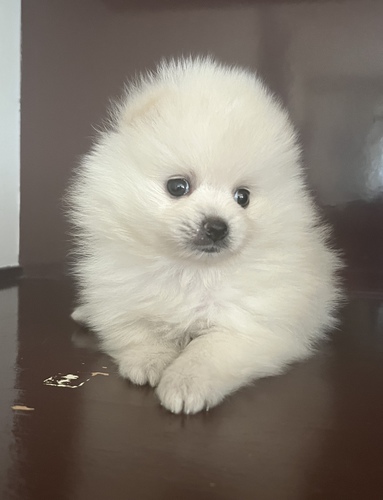 ポメラニアン 犬の販売・譲渡 9109 可愛すぎます。