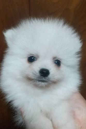 ポメラニアン 犬の販売・譲渡 9112 小振りで可愛いホワイトの姉妹です!