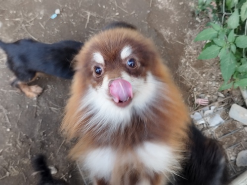 ポメラニアン 犬の販売・譲渡 9118 チョコタン 男の子 1歳
