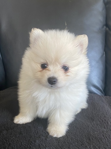 ポメラニアン 犬の販売・譲渡 9119 やんちゃでモコモコ 男の子