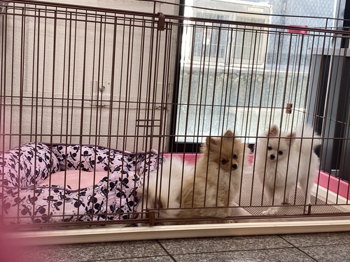 ポメラニアン 犬の販売・譲渡 9120 小柄なポメラニアン