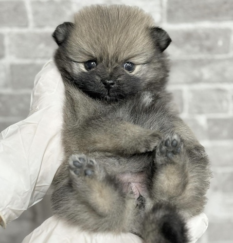 ポメラニアン 犬の販売・譲渡 9124 ウルフセーブル 女の子