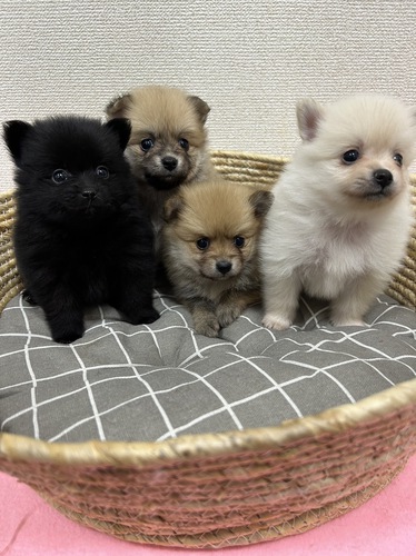 とっても可愛い4匹兄妹♪ 犬の販売 9126