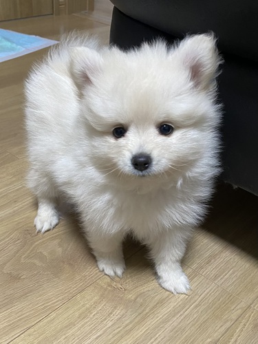 ポメラニアン 犬の販売・譲渡 9128 期間限定価格。ポメラニアン男の子