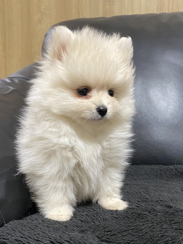 ポメラニアン 犬の販売・譲渡 9132 元気なポメラニアン 男の子