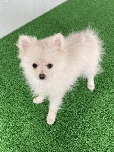 ポメラニアン 犬の販売・譲渡 9134 限定価格!ポメラニアン女の子